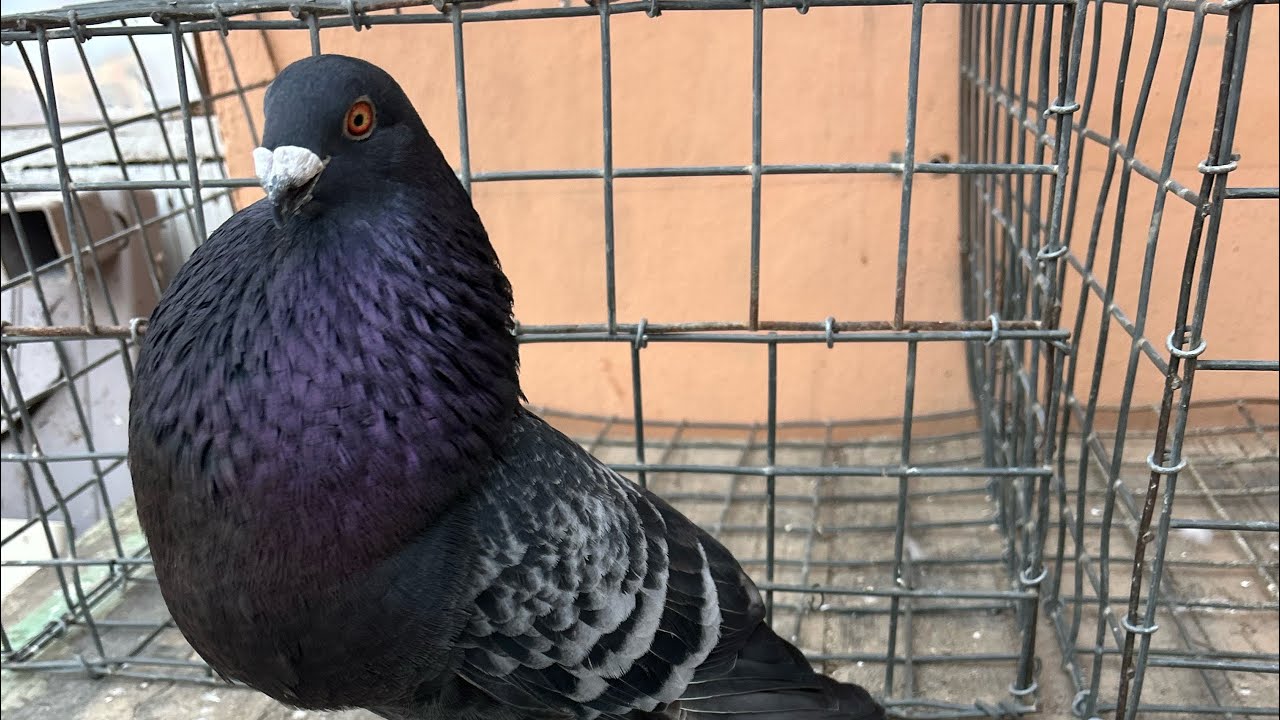 Buchón valenciano el prieto palomo de trabajo #palomosbuchones