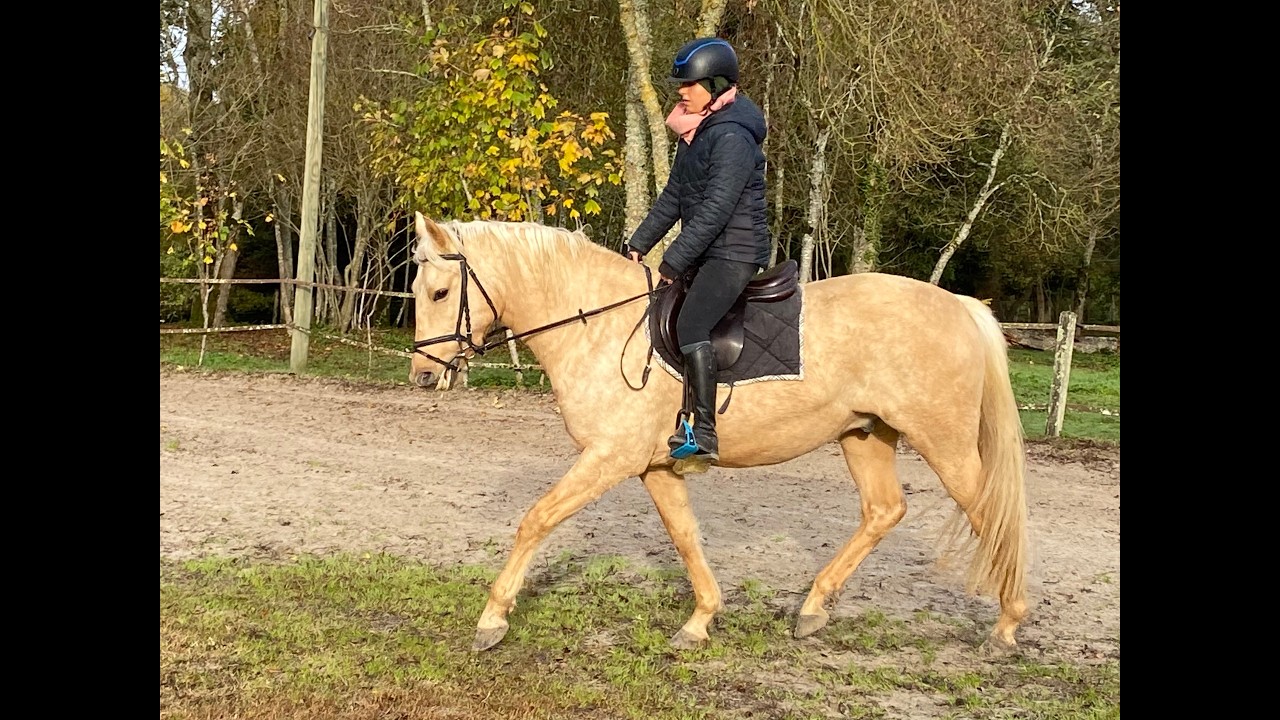 Palomino à vendre dans le Lot-et-Garonne #palomino #cheval