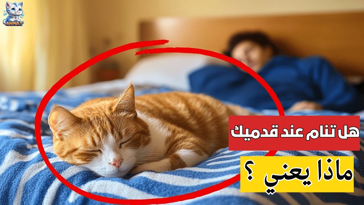 صدمة: هل تنام قطتك عند قدميك؟ إليك ما يعنيه ذلك ! 🙀
