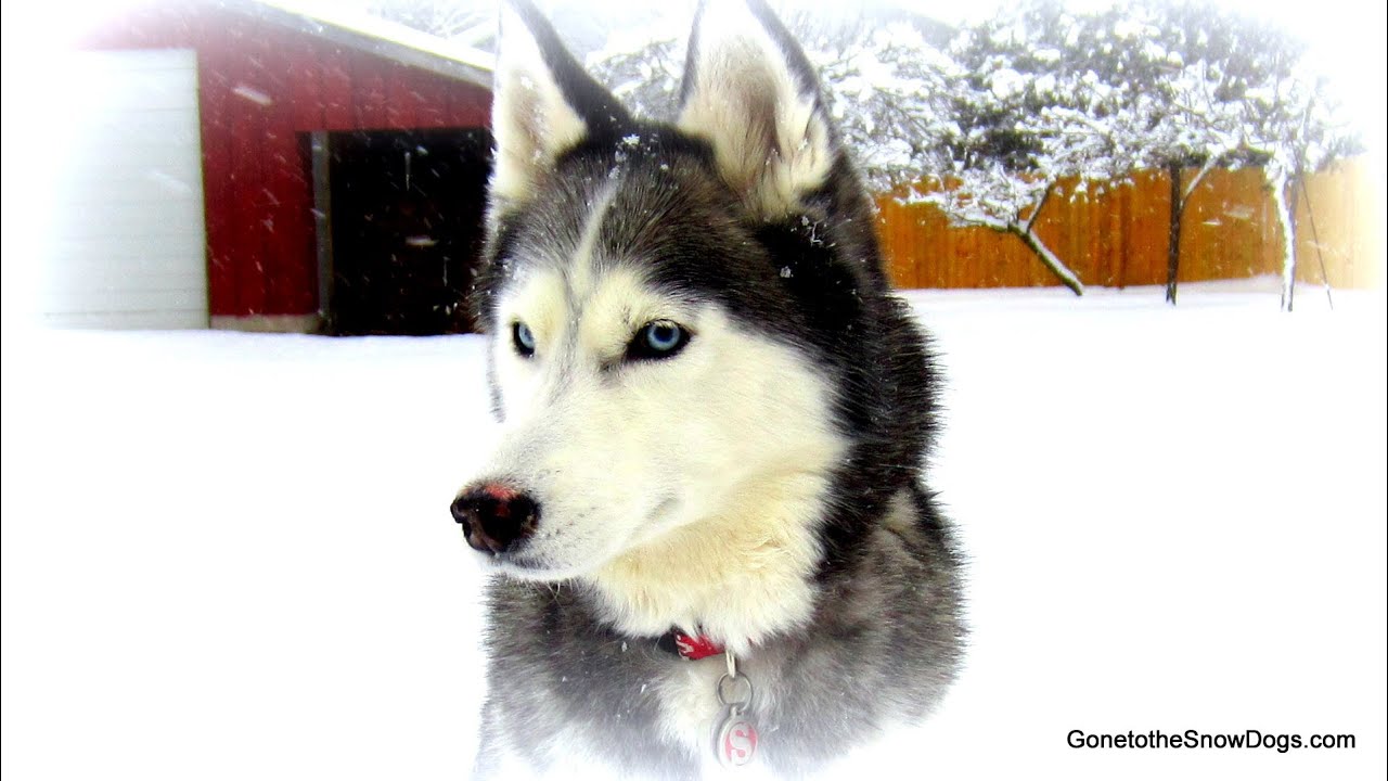 We will miss you Shiloh Run Free!  Best Siberian Husky ever!