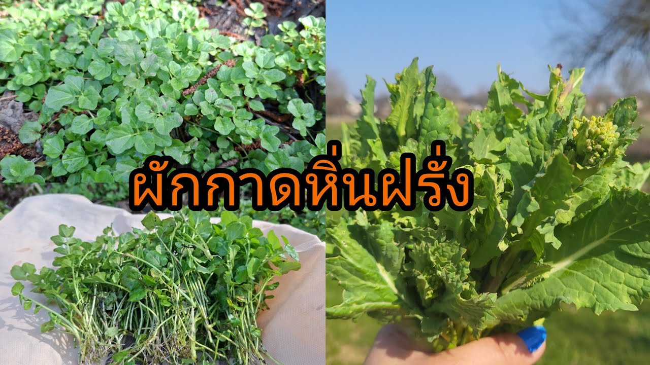 ดงผักกาดหิ่นฝรั่งกำลังขึ้นอ่อนๆผักกวางตุ้งผักกาดสร้อย