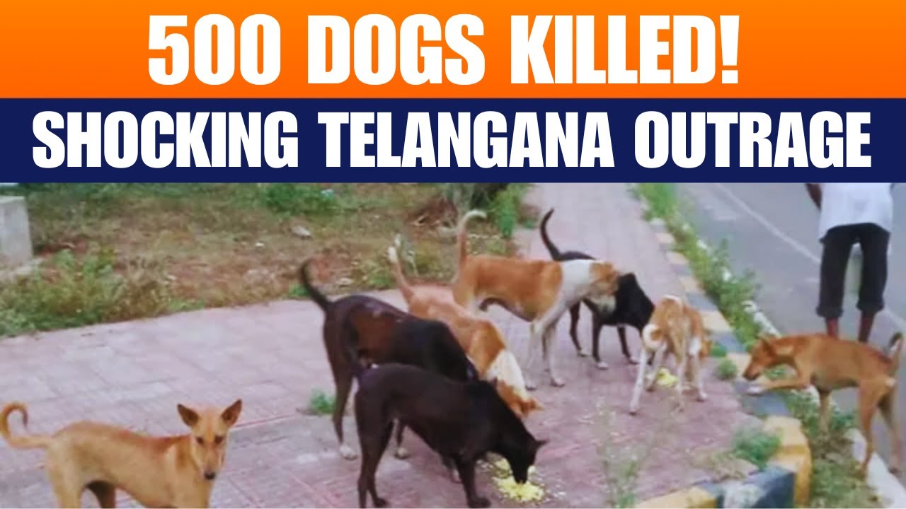 Telangana Outrage: 500 Stray Dogs Allegedly Killed After Elections | News9