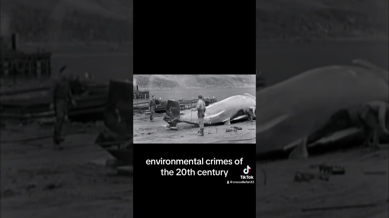 The Soviet Union & whaling #whales #whaling #sovietunion #russia #communism #spermwhale #rightwhale