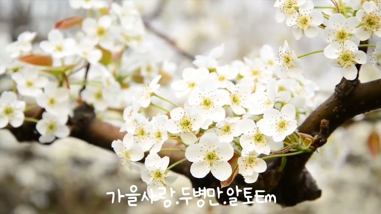 #가을사랑(신계행).#두병만색소폰(알토)Em