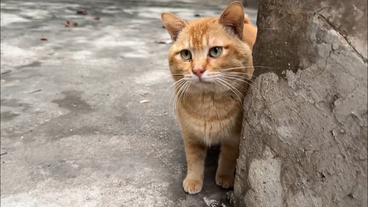 下雨了，担心室外的流浪猫会不会被淋湿，带大家看一看