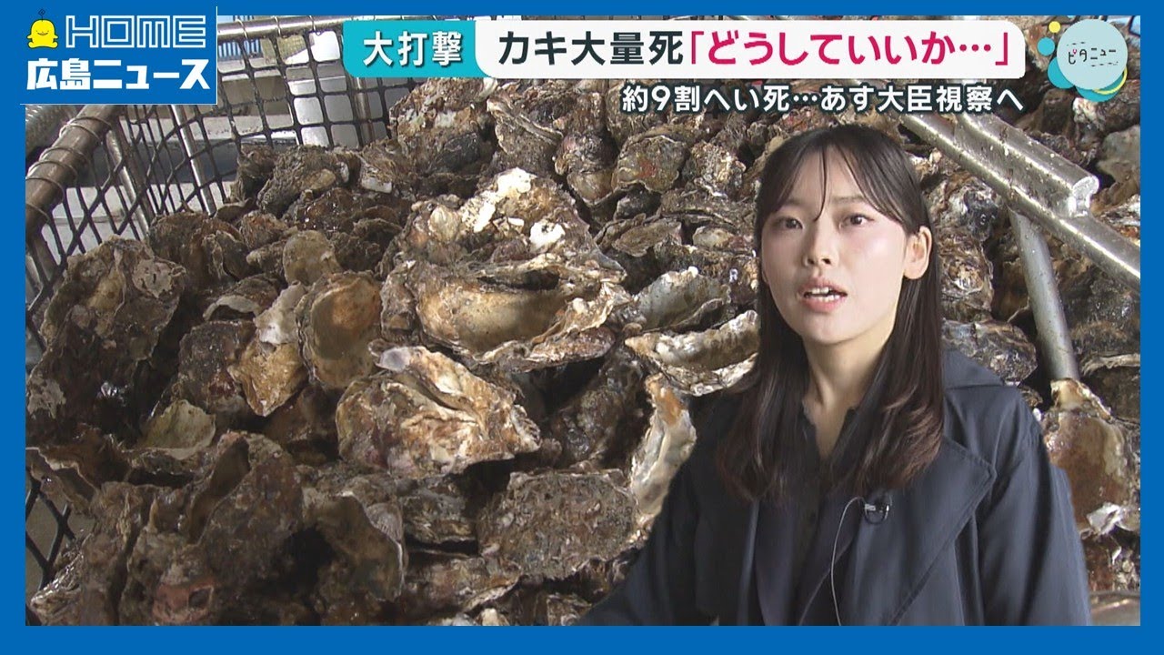 【カキ大量死】9割へい死「どうしていいか&hellip;」農水相視察へ｜HOME広島ニュース