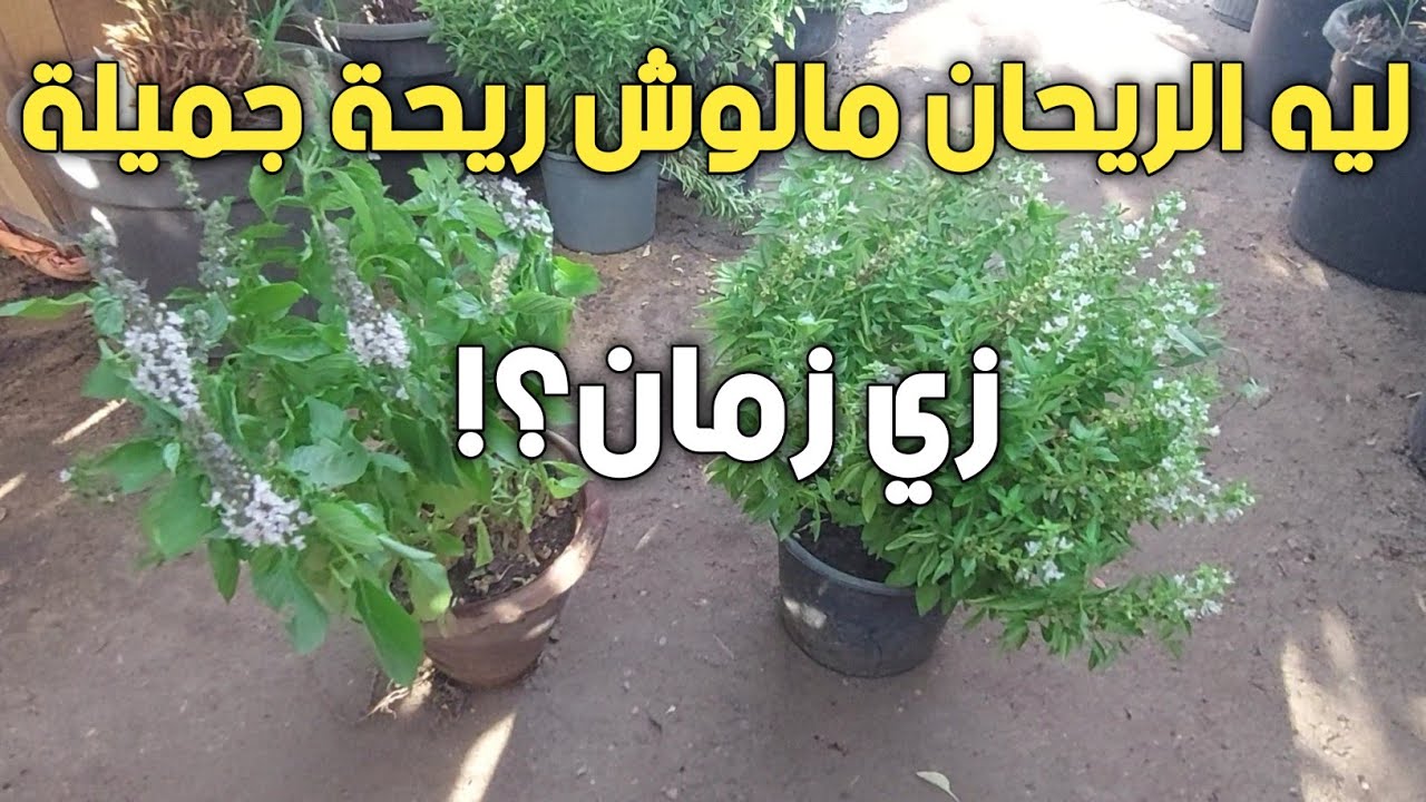 ازاي اخلي نبات الريحان عندي حجمه كبير وقوي وكثيف الاوراق واي سبب قوة الريحة؟!
