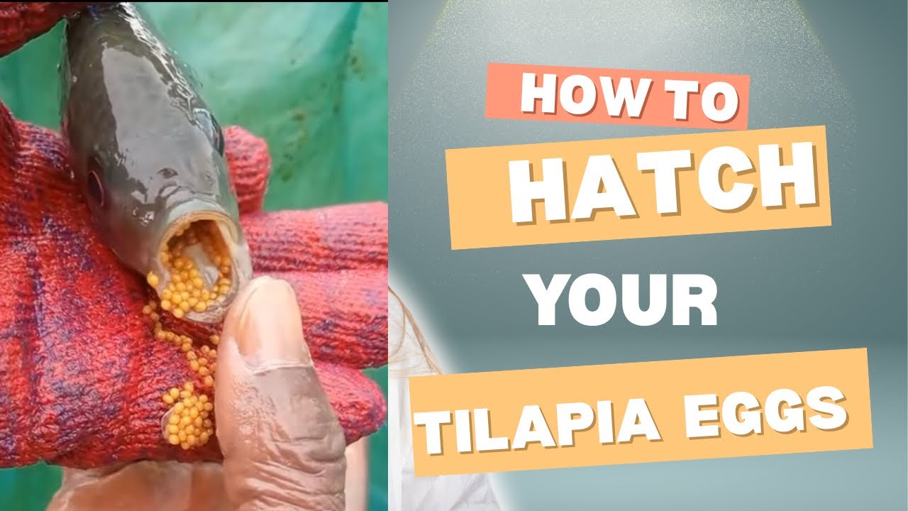 How to Hatch Tilapia Eggs (Step by Step Guide)