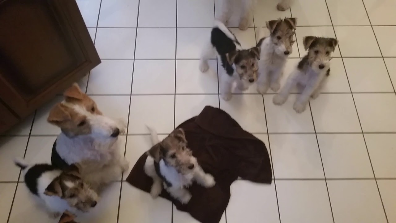 Foxterrier Welpen, Raubtier Fütterung