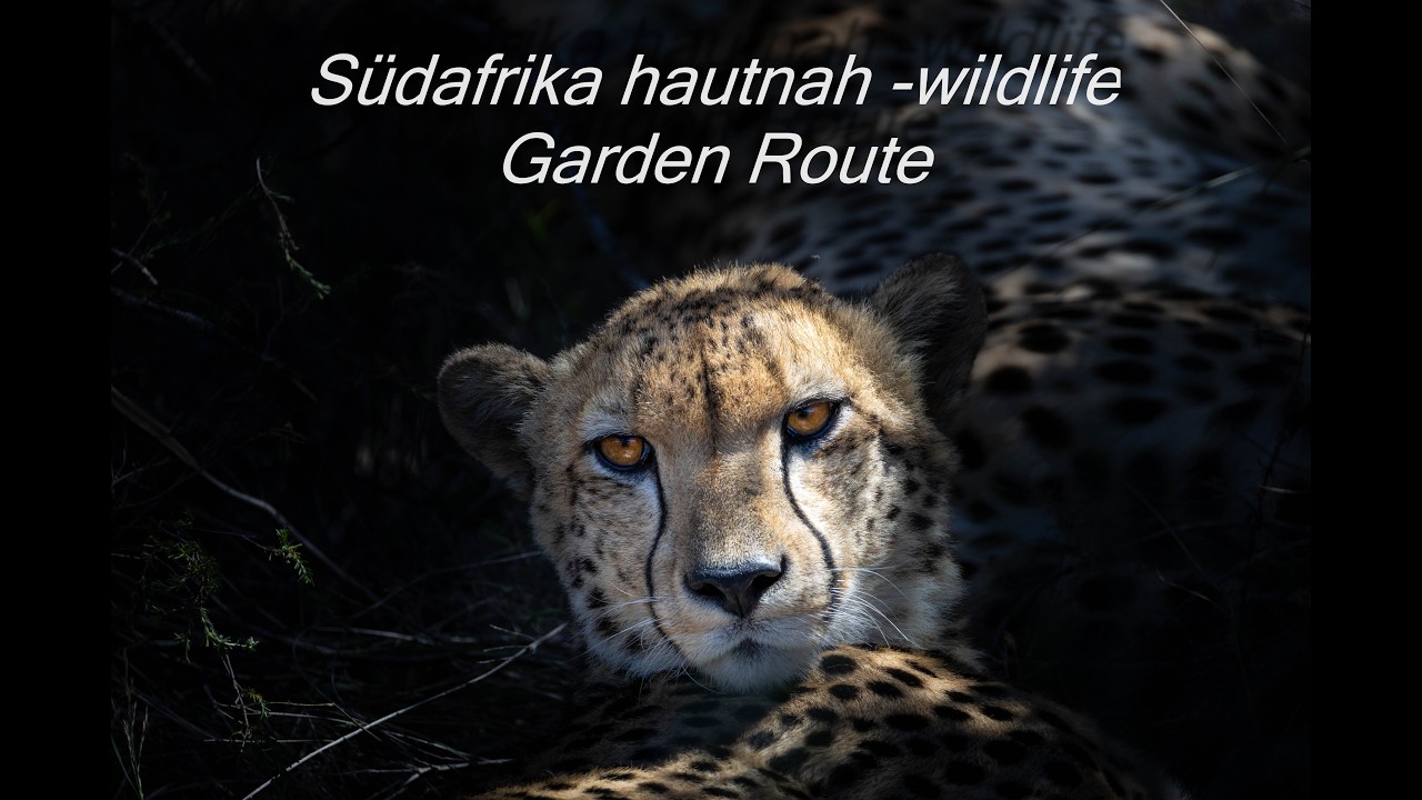 Garden Route - Robben, Katzenhaie, Geparden & co / Folge 2