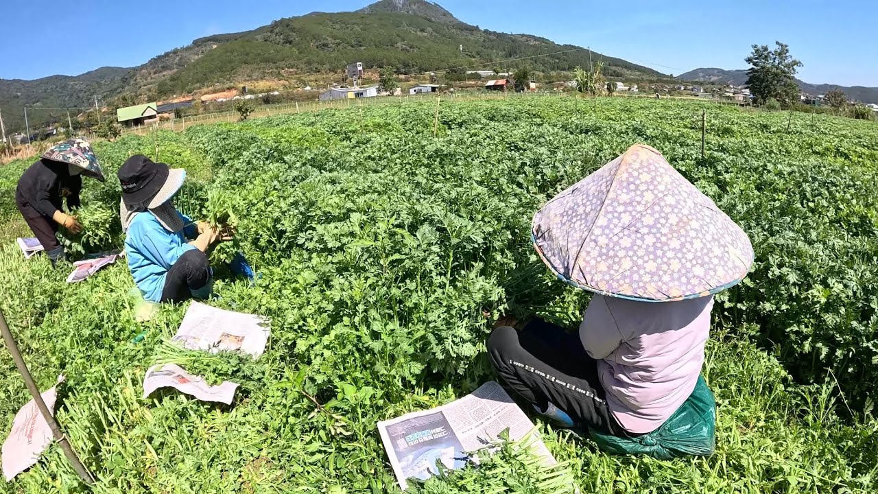 RAU CỦ ĐÀ LẠT rẻ rề cận Tết, bà con nông dân chật vật trong một năm kinh tế đầy khó khăn.