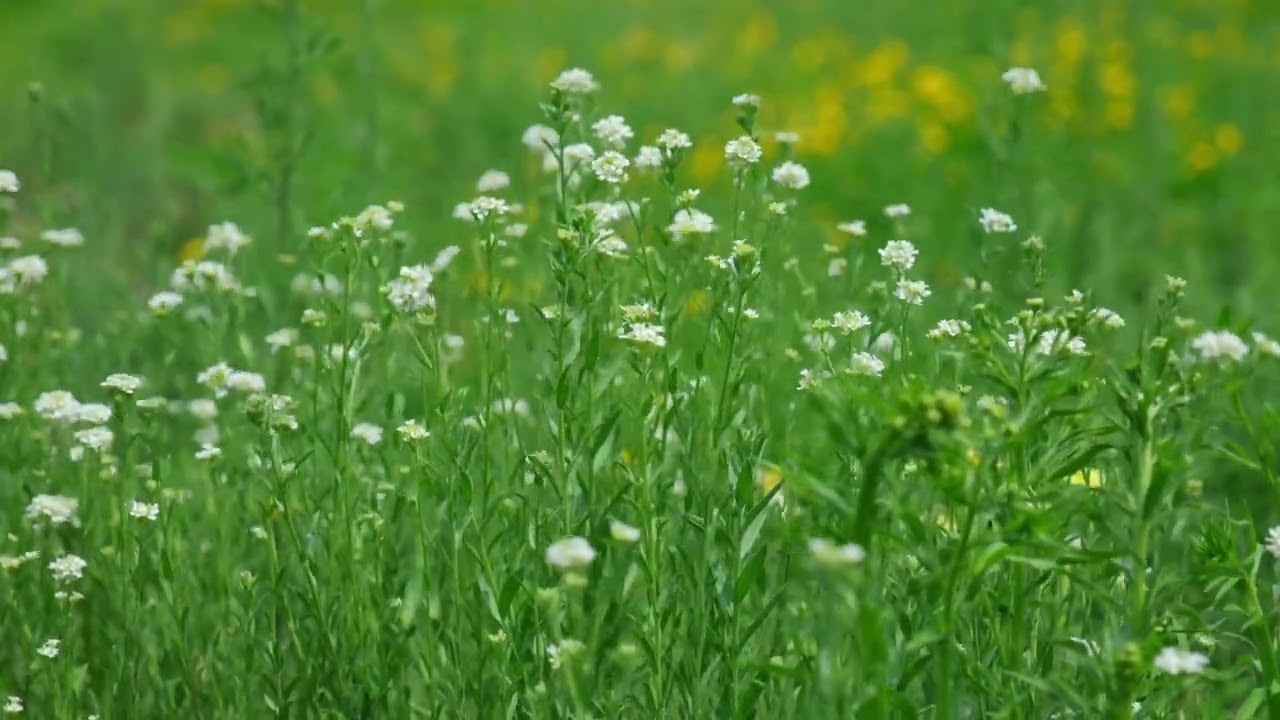 10H ASMR Spring Birds 4K