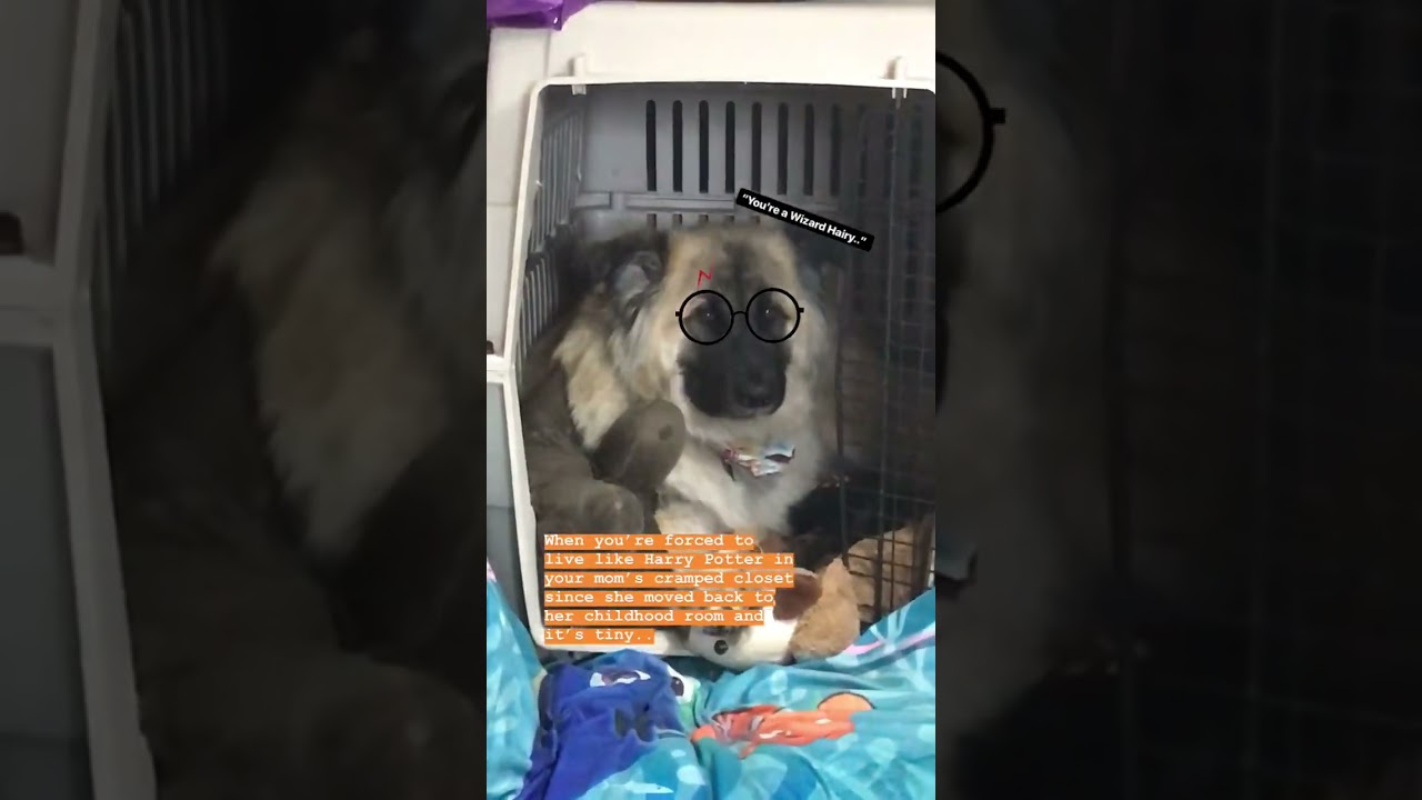 Dog 'Lives' in Closet Like Harry Potter: A Cute Pet Life#doglife #harrypotter #petvideos