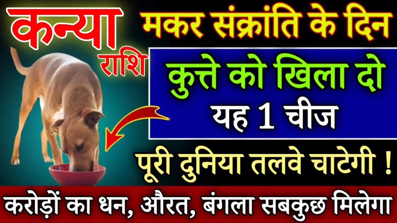 कन्या राशि मकर संक्राति के दिन कुत्ते को खिलादो यह 1 चीज बिना कुछ करे साथ पुश्ते धन खाएगी#kanyarashi