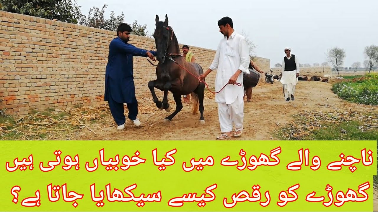 Ghory ko nachna kese sikhaya jata hai | Horse dancing club | Horse dancing tricks & tips