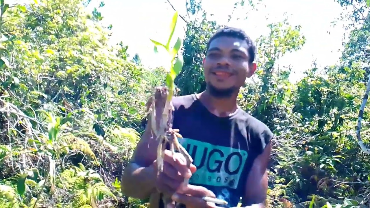Hunter Anggrek Dendrobium dihutan Papua