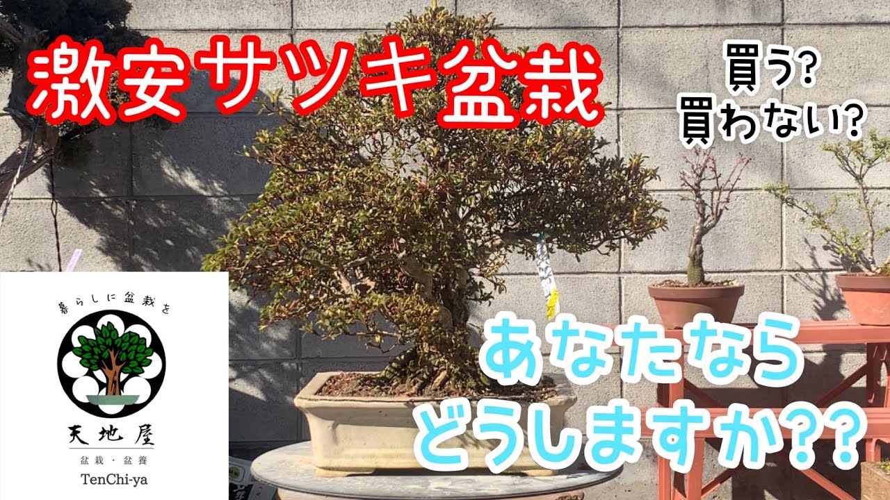激安の盆栽をあなたなら買う？買わない？どう判断しますか？How to Bonsai.「天地屋」