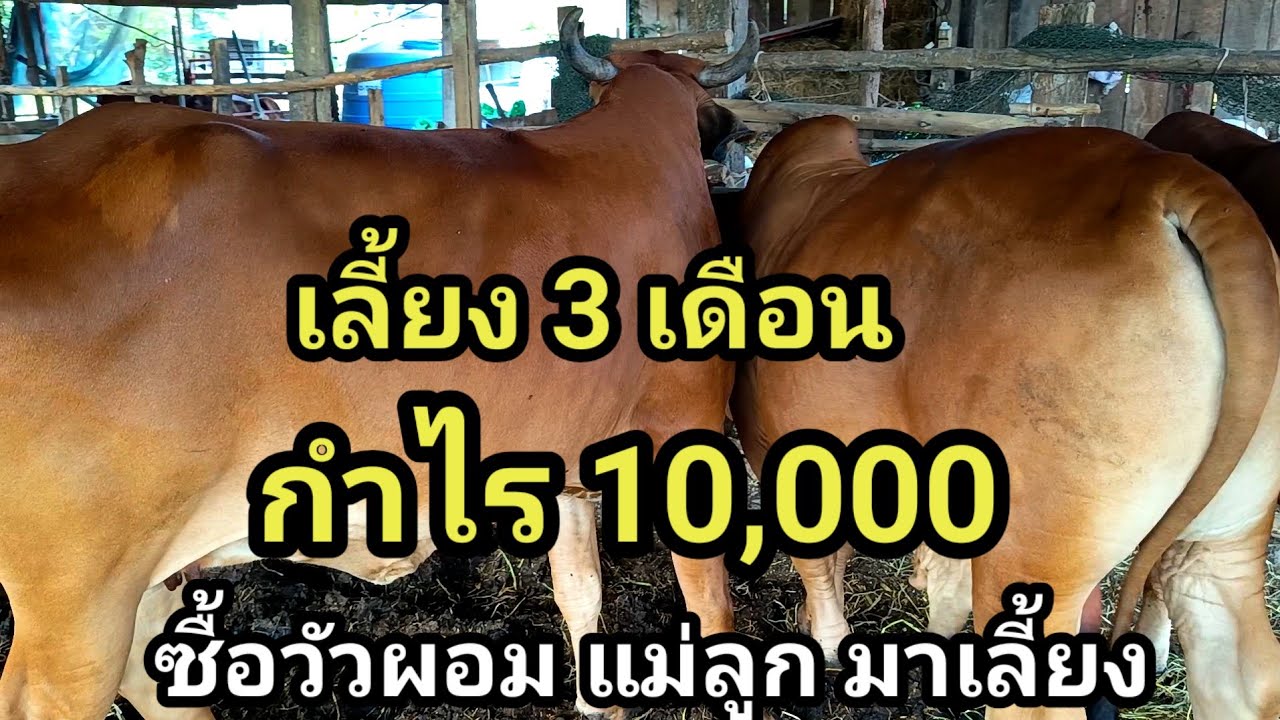 เลี้ยง 3 เดือน กำไร 10,000 ซื้อวัวผอม มาทำให้อ้วน