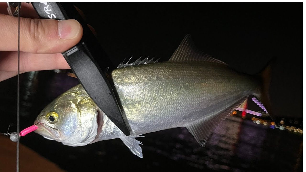 Lrf'nin En Keyifli Tarafı Sarıkanat Avı #fishing #lrfavı #balıkçılık #balık #lrf #istavrit #fish