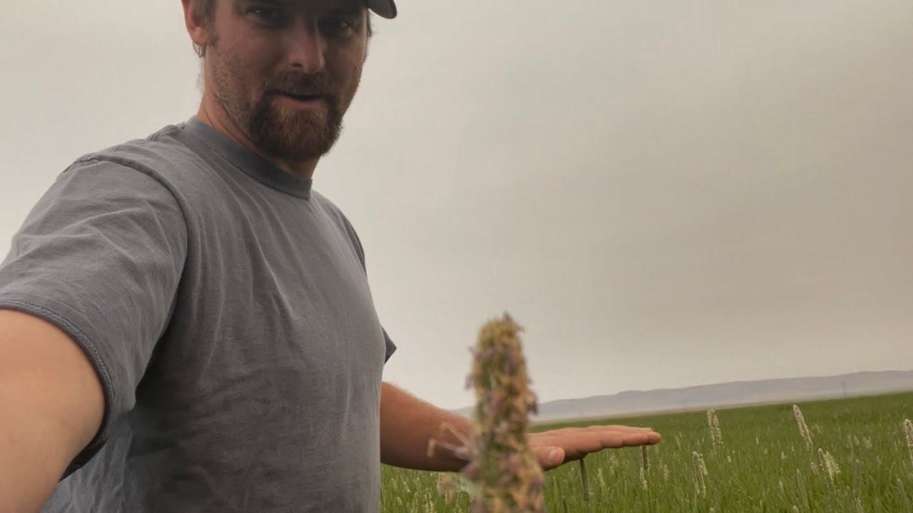 Timothy grass VS 100 degree heat.