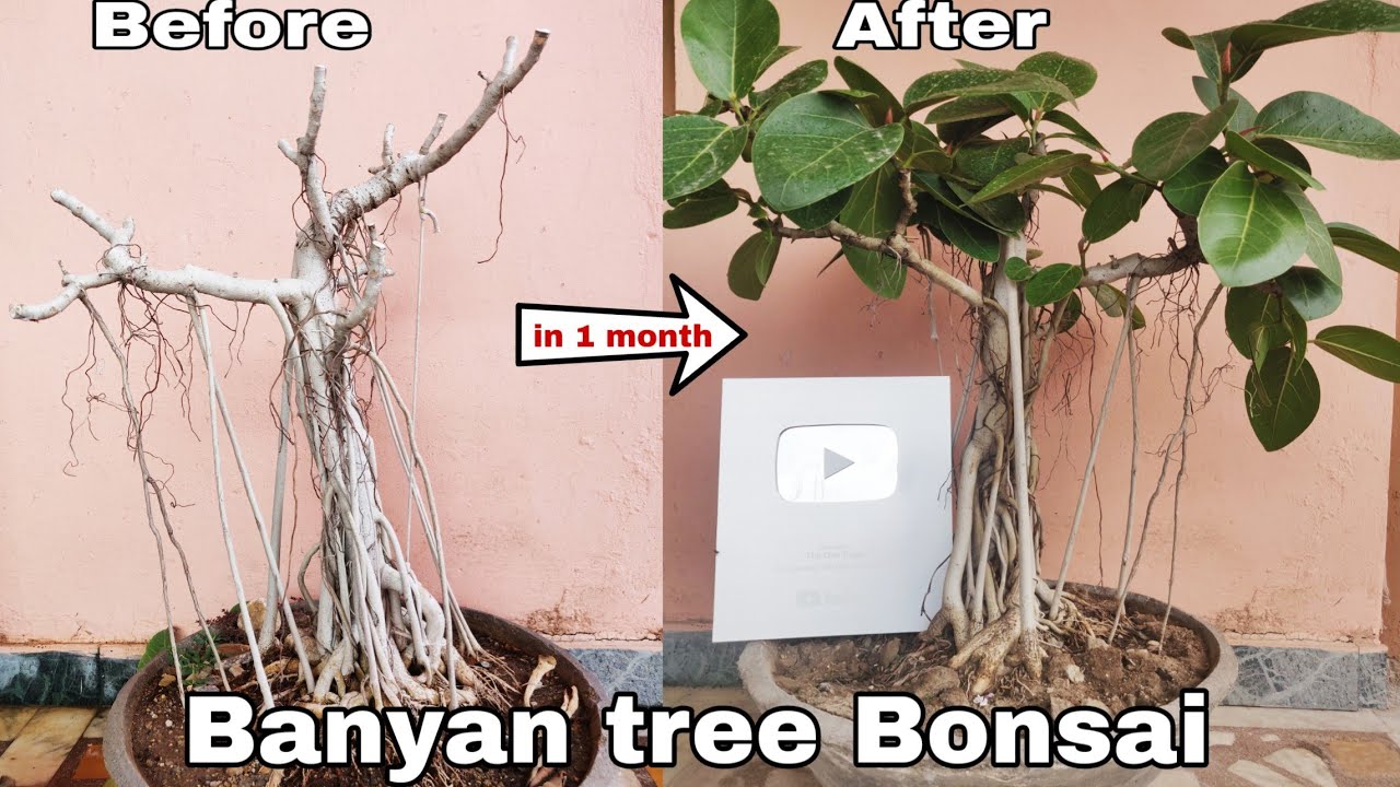 How to make Banyan tree Bonsai,  Pruning Banyan tree Bonsai, How to make bonsai