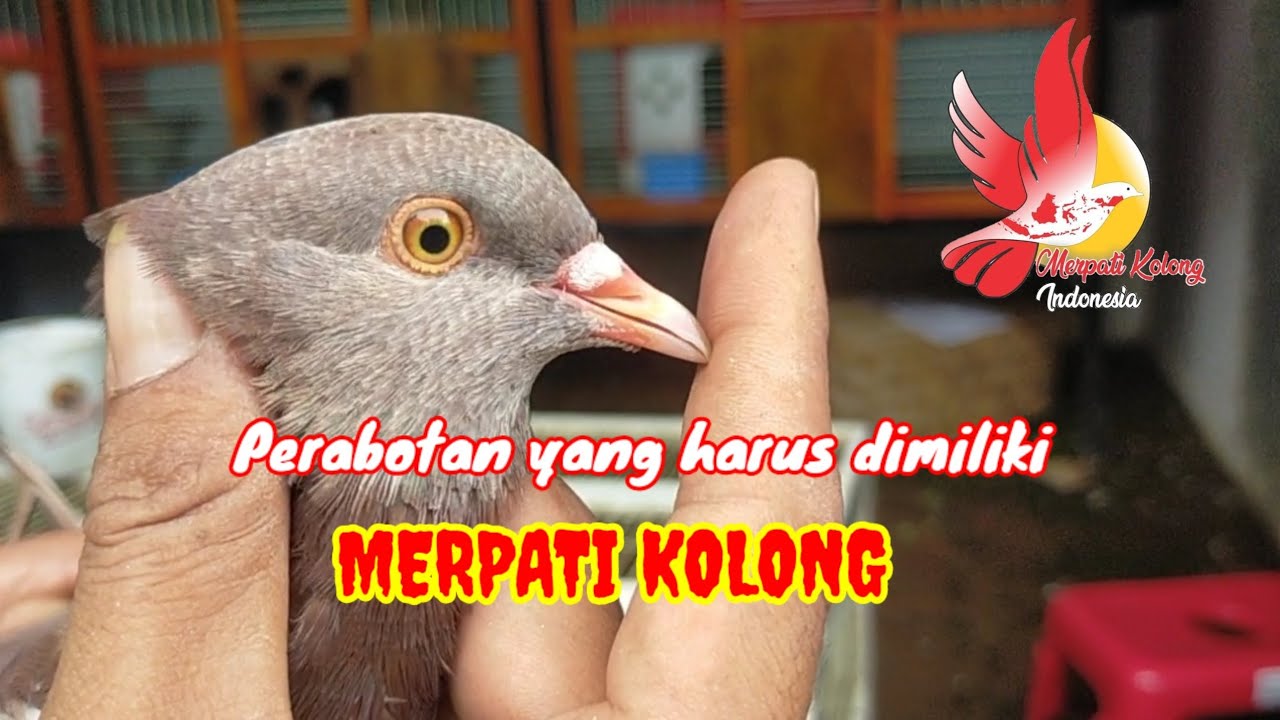 FENOTIP UNTUK MERPATI KOLONG YG BAGUS