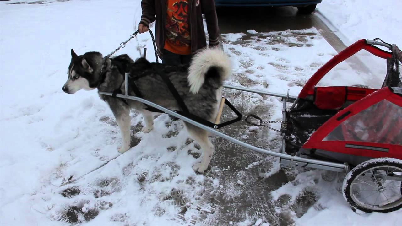 Homemade Dog trailer