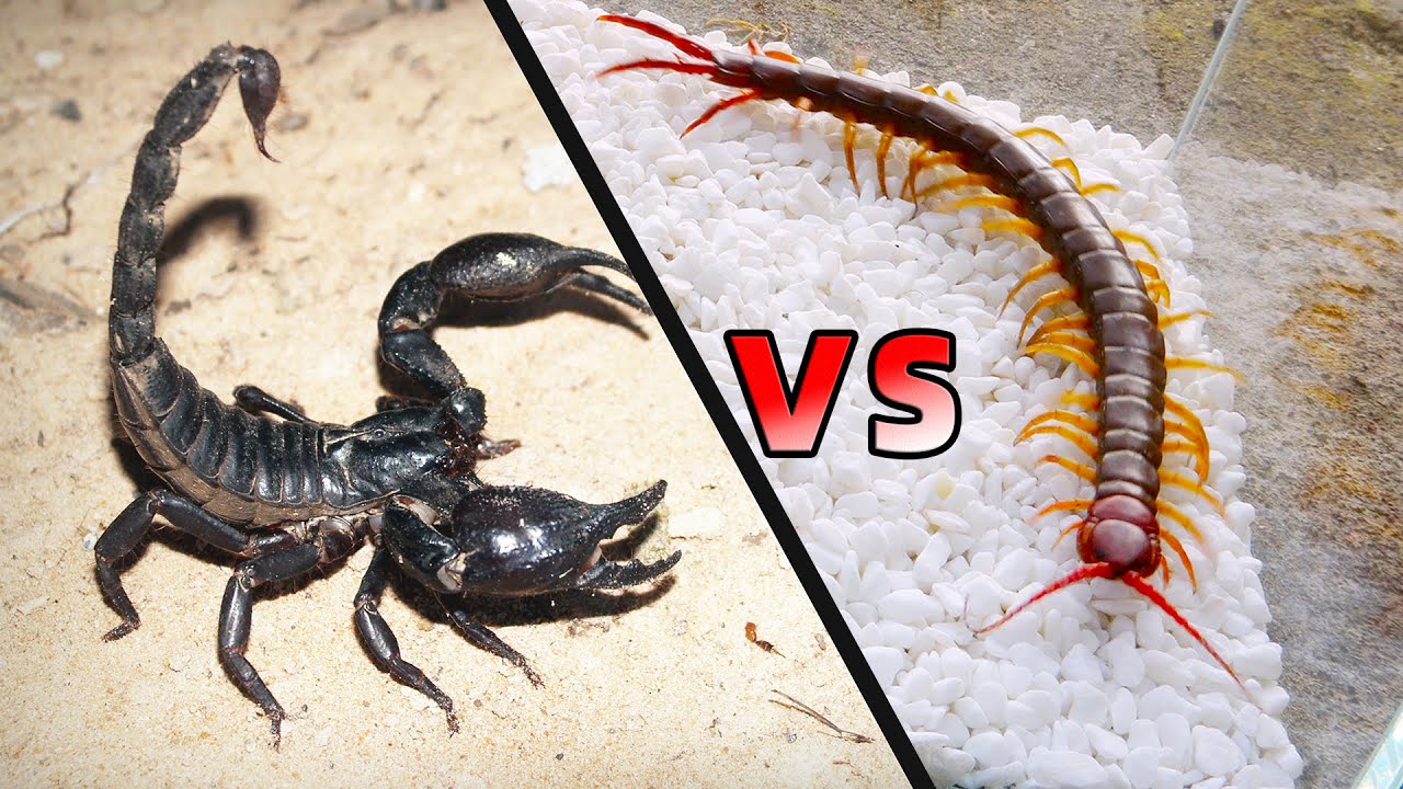 Скорпион VS Сороконожка, финал неожиданный!