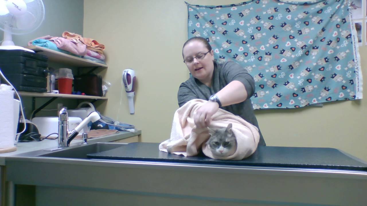 Cat Scarf Wrap Technique