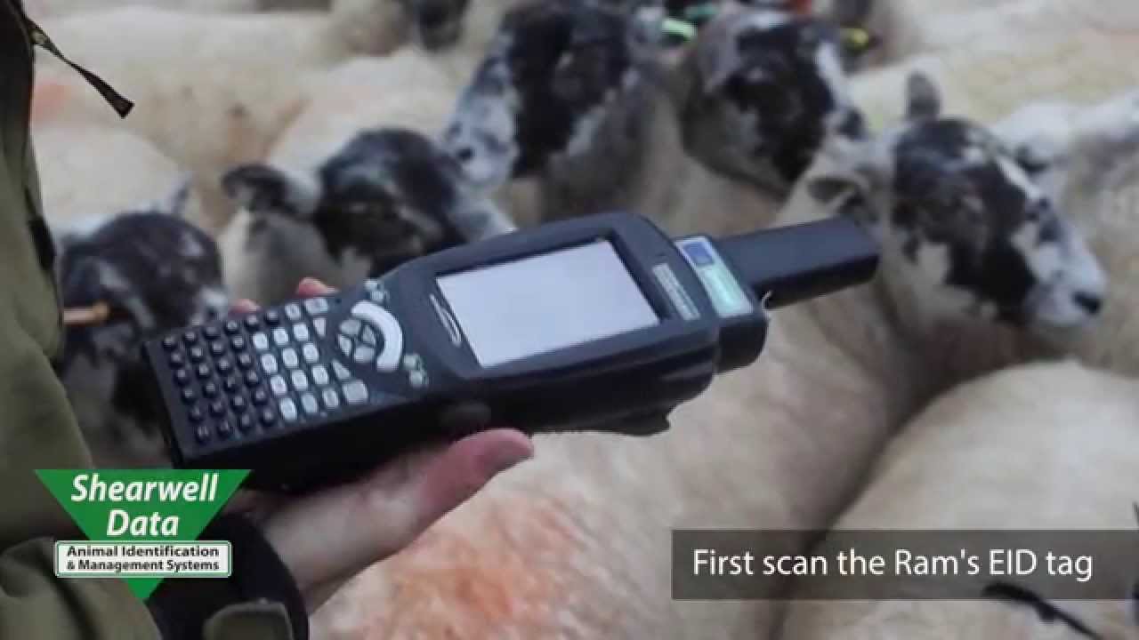 Record Tupping with Stock Recorder - Shearwell Data
