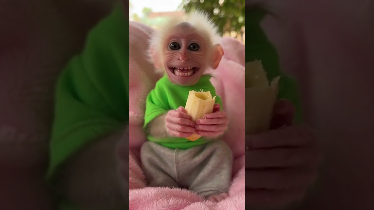 Cute Baby Monkey Eating Banana 🍌 | Adorable Monkey Moments