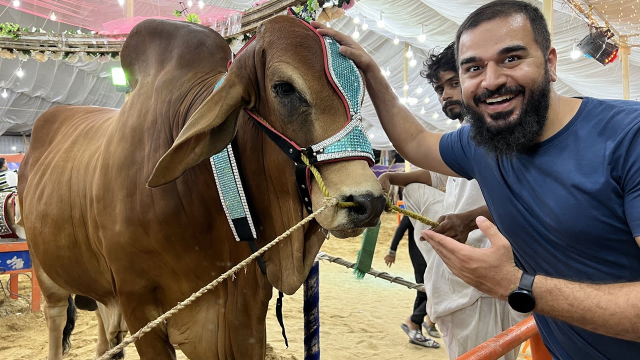 45 lakh ka bull 🐂🐄 | Worlds biggest cow mandi | Mustafa Hanif BTS | Daily vlogs
