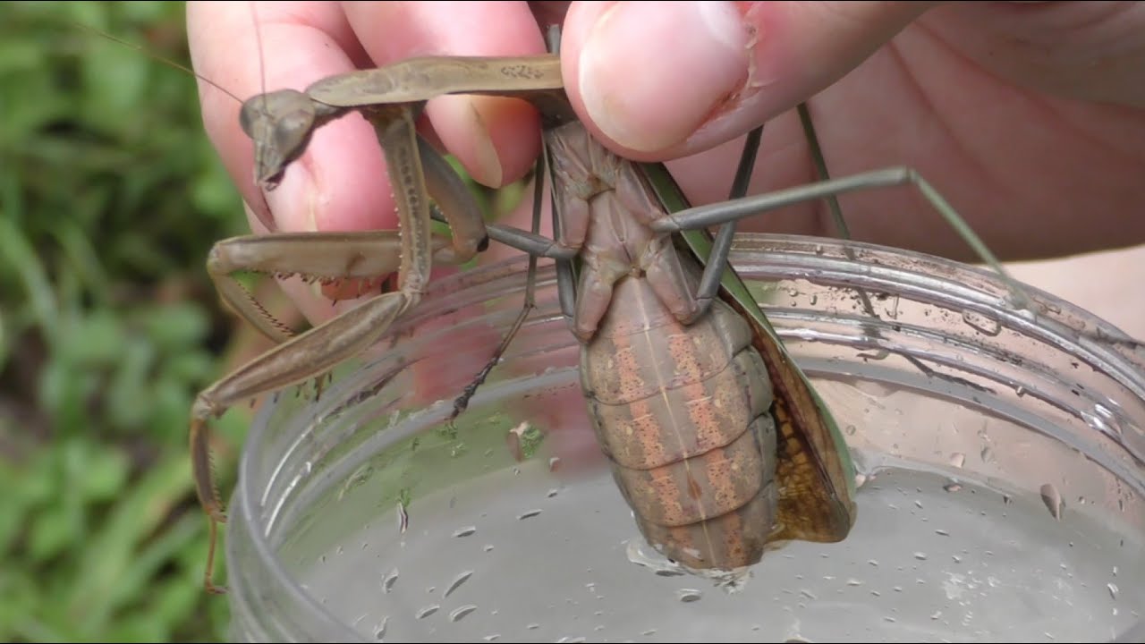 衝撃…オオカマキリのハリガネムシ寄生率は？