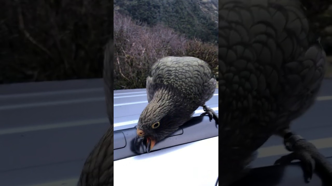 Kea in Fiordland New Zealand