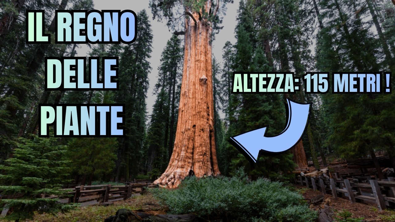 L'incredibile supremazia delle piante - IPERFOCUS