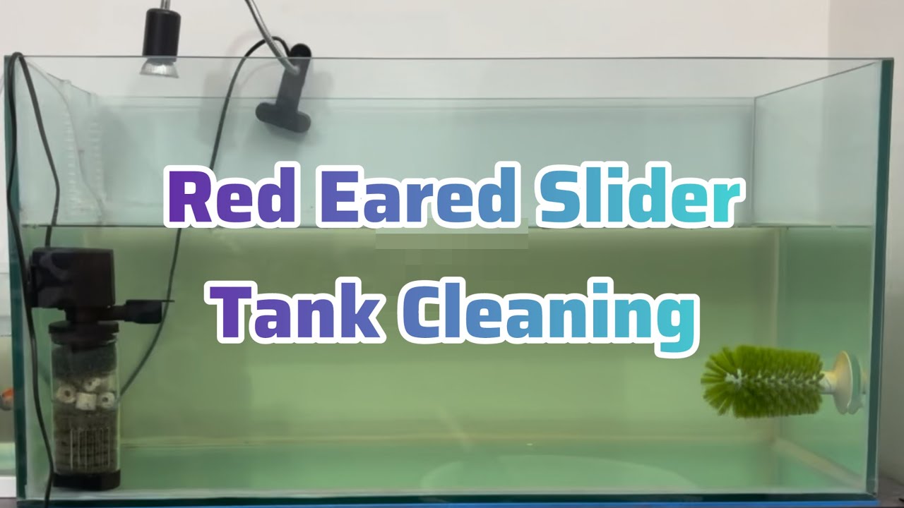 How to Clean Turtle Tank & Set up 🐢