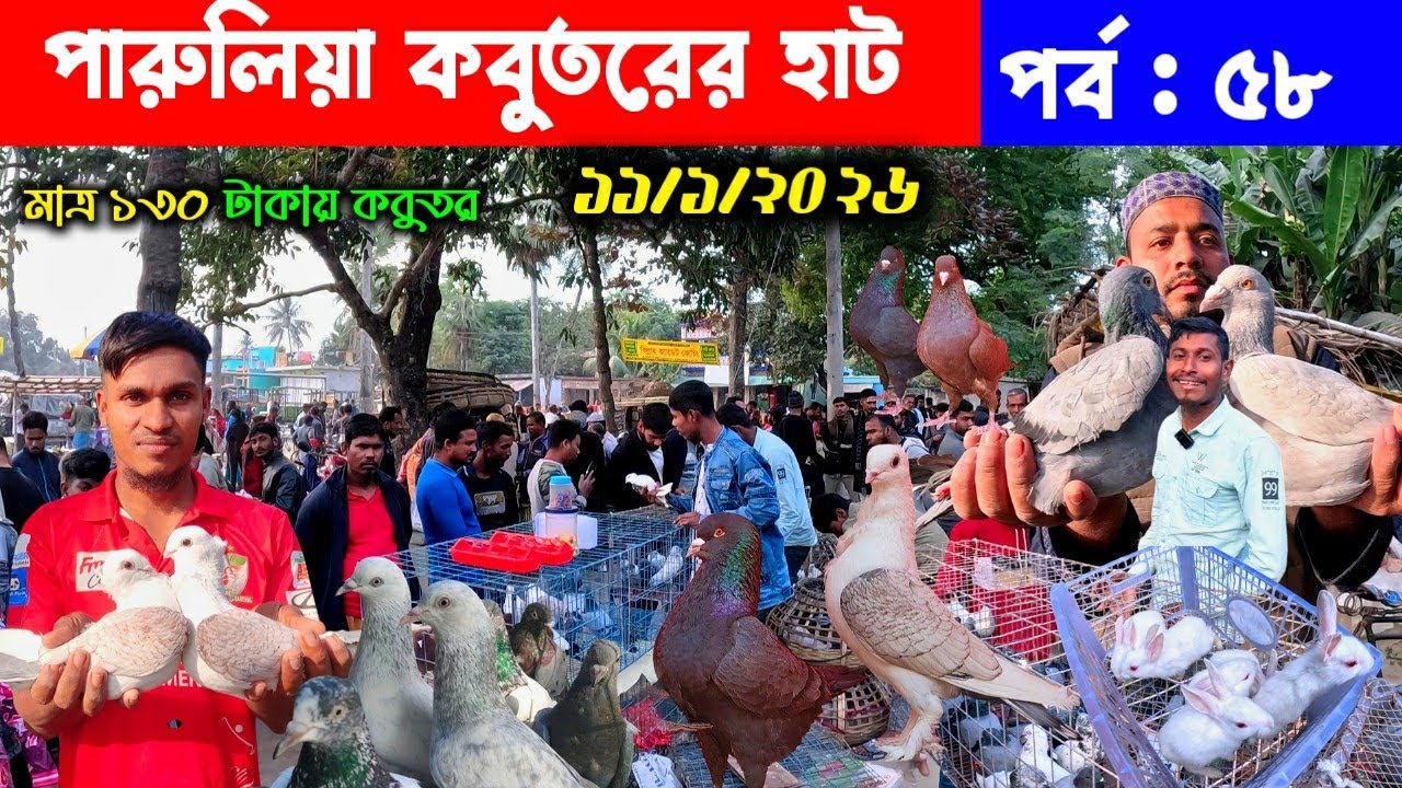 মাত্র ১৩০ টাকায় কবুতর | পারুলিয়া কবুতরের হাট | kobutor hat 2026 | pigeon market in bangaldesh