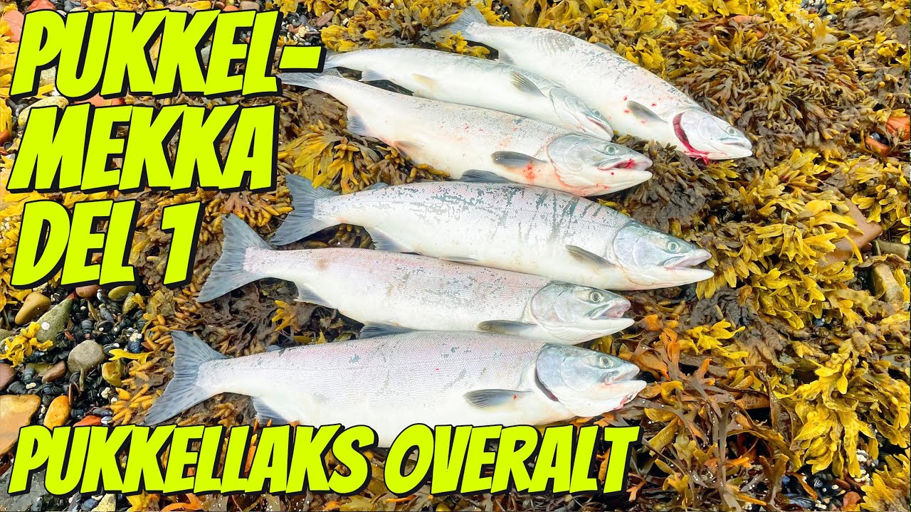 Pukkellaks i Pukkel Mekka! - Del 1 - Fluefiske i Finnmark 2023