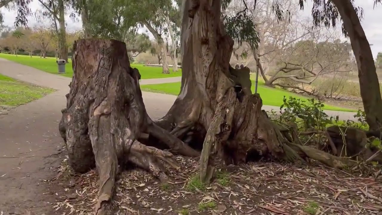 Huntington Beach  - Central Park 2022