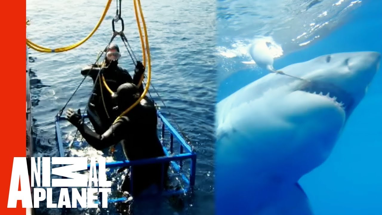 Extreme Great White Shark Cage Attack | World's Scariest Animal Attacks