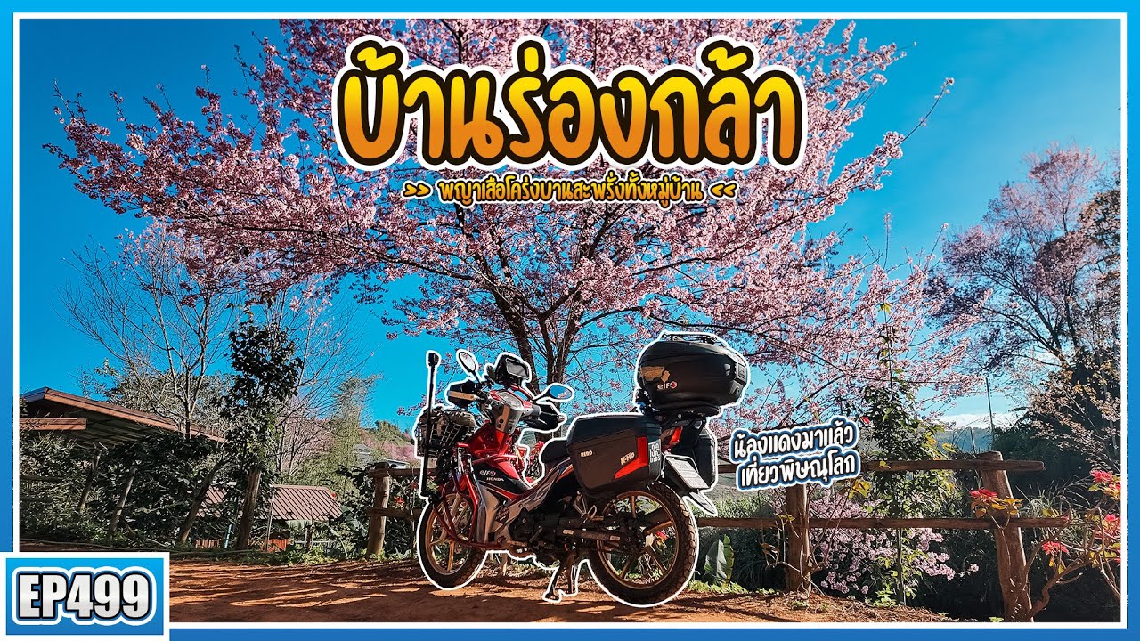 ( EP.499 ) ถูไถขี่ Wave110i ไปหุบเขาสีชมพู กางเต็นท์บ้านร่องกล้า โคตรดีและสวัสดีปีใหม่