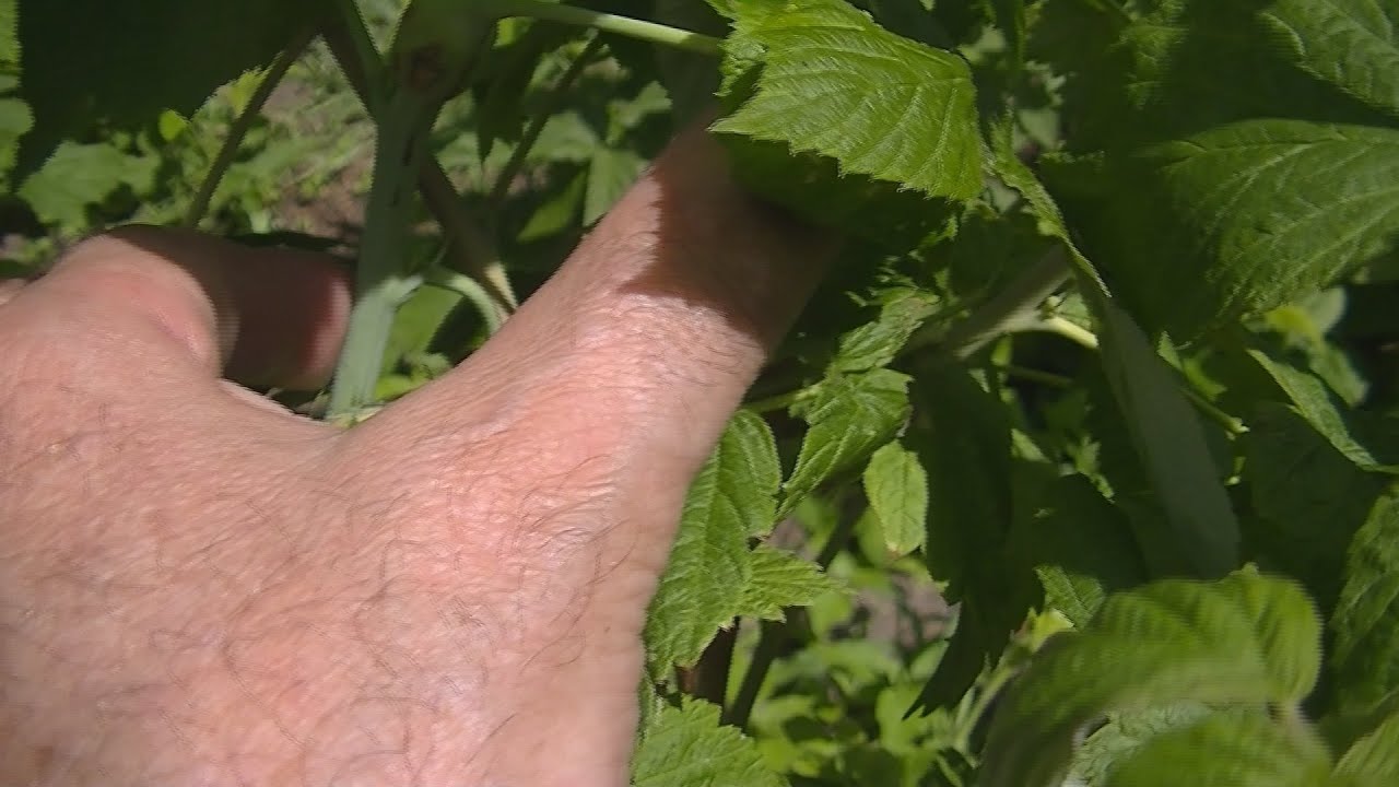 Maliny szkodnik  malinach pryszczarek malinowiec-jest dużo pąków kwiatowych  na tegorocznych pędach