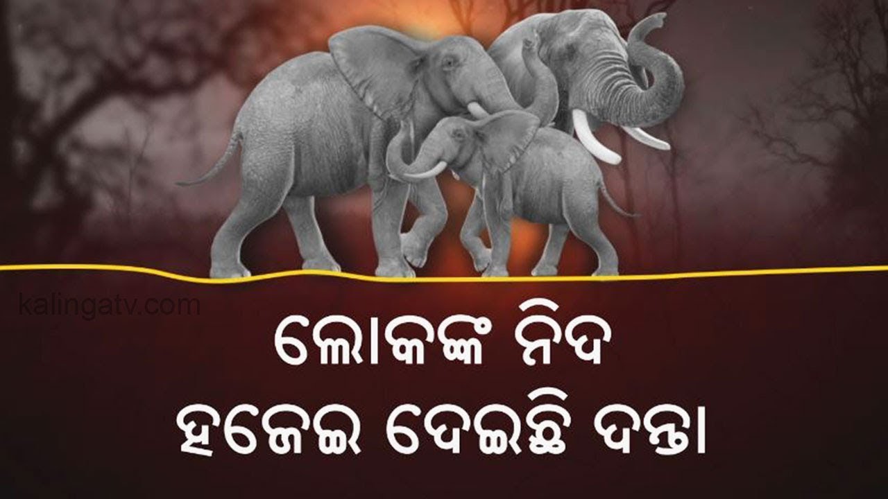 Elephant attacks takes lives in Pipili