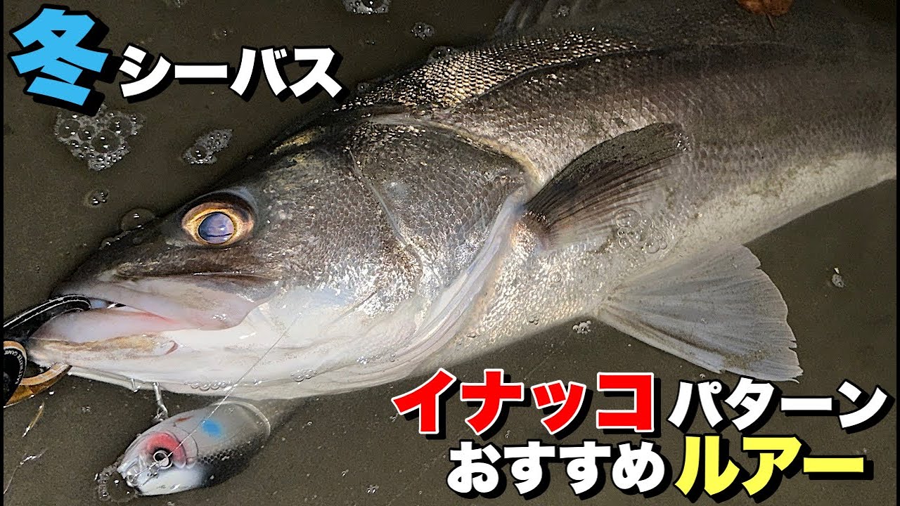 【80up降臨！】冬の低活性シーバスにおすすめルアー！
