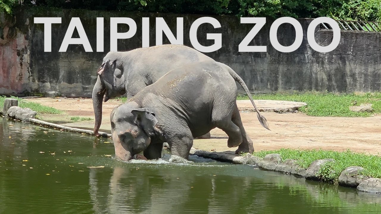 A Day at TAIPING ZOO | One of Malaysia’s Oldest Zoos!