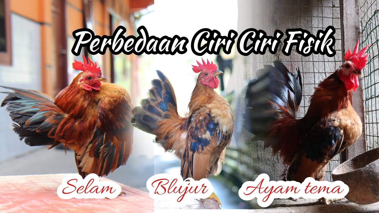 Perbedaan Ciri fisik Ayam serama Selam,Blujur dengan Ayam Tema @RusmadiSoemadji #tips #ayamhias