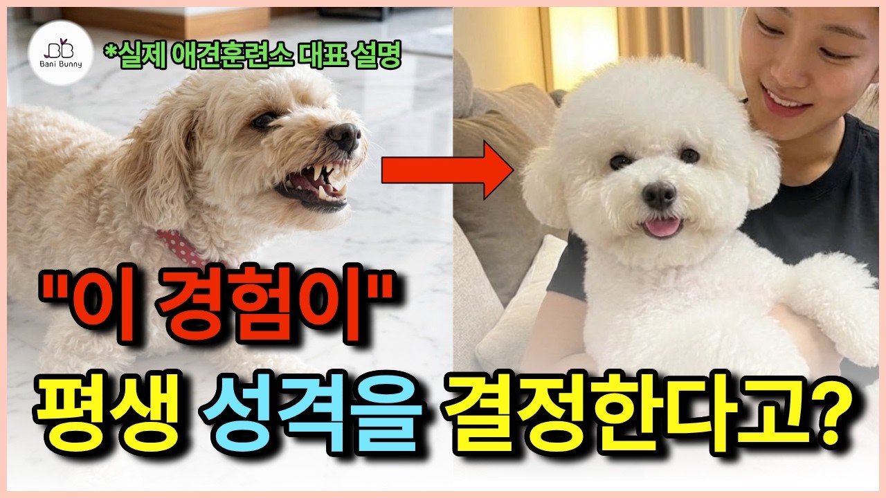 내 강아지가 짖는 진짜 이유! #강아지훈련 #강아지짖음 #짖는강아지훈련 #강아지사회화 #새끼강아지