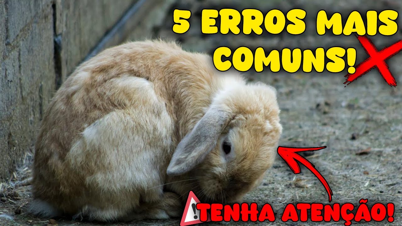 5 ERROS MAIS COMUNS NA CRIAÇÃO DE COELHOS! *não faça isso*