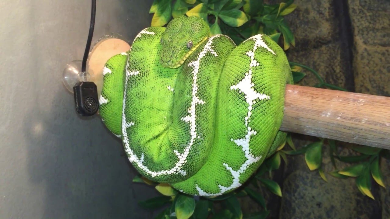 12 Different Green Tree Pythons & Emerald Tree Boas