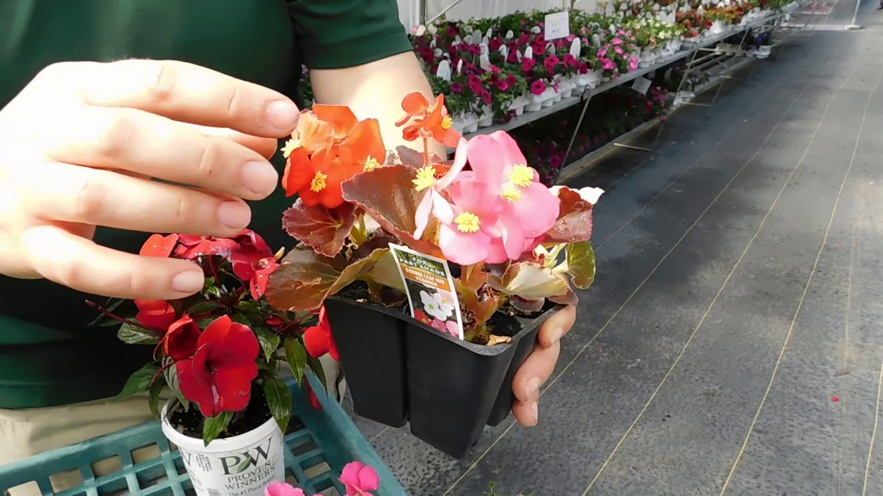 Caring for Shade Annuals: Begonias and Impatiens